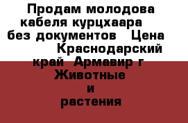 Продам молодова кабеля курцхаара .   без документов › Цена ­ 2 000 - Краснодарский край, Армавир г. Животные и растения » Собаки   